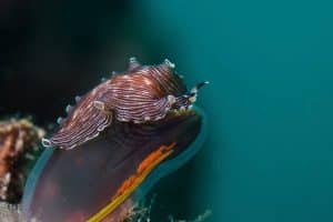 diving flatworm