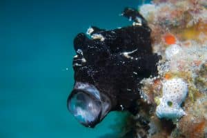 diving frogfish